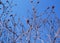 Staghorn Sumac trees and blue sky