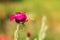 Stagmatoptera femoralis, species of praying mantis in the genus Stagmatoptera sitting on a dark purple flower. An insect predator