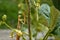 Stagmomantis californica white exoskeleton praying mantis