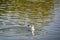 Stagnant pond and seagull in nature