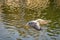 Stagnant pond and seagull in nature