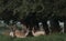 Stags in a woodland copse in summer