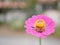 Stained glass illustration. Ssingle beautiful blossoming pink flower with its yellow pollens on a blurry background