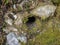 A stained stone in the middle of green vegetation has a mysterious round hole, covered with slime, forming a texture of roughness