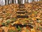 Stair and autumn leaves