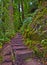Stair Steps through the Redwoods