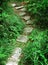 Stair to tropical mountain