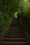 A staircase covered by a tunnel of leafy vegetation