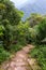 Staircase down the hill in a tropical forest.