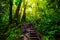 Staircase in Guadeloupe jungle