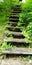 Staircase overgrown with grass