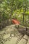 Staircase paved leading to a japanese vermilion bridge surrounde