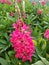 Staircase Red lupine flowers blooming in the Spring