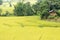 Staircase yellow rice field in Chiang Mai, Thailand