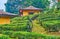 The stairs amid the tea shrubs, Ban Rak Thai Yunnan tea village, Thailand