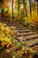 Stairs in autumn park. Staircase under the cover of autumn leaves in the park