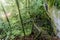 Stairs at beautiful tropical rainforest at Gunung Mulu National park.