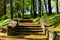 Stairs in a city park covered in autumn leaves