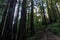 Stairs crossing Coastal Redwood Forest at Muir Woods