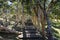 Stairs among the eucalyptus trees with a whitish trunk in front of the jungle in Mauritius island.