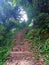 Stairs on the forbidden forest ,