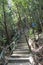 Stairs going up in rain forest jungle