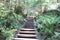 Stairs leading up a path in the forest