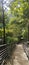 stairs in a majestic forest leading to a waterfall