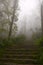 Stairs in Mist Forest, Paradise, Stairway to Heaven, Peace