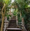 Stairs in the rainforest