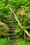 Stairs in a vibrant green patch of nature.