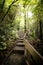 Stairs in the woods of new Zealand