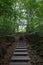 Stairway In Forest