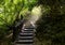 Stairway pathway going a long way up to freshly green dense forest