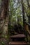 Stairway section of trail to Schooner Cover, Vancouver Island, Canada