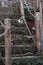 Stairway Steps Concrete covered with Plants Moss in a tropical jungle