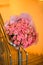 Stairwell with strikingly beautiful large bouquet of fresh roses in pink wrapping paper