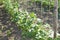 Stakes and lanes stretched between them in the garden with young cucumbers