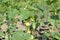 Stakes and lanes stretched between them in the garden with young cucumbers