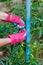 Staking of green tomatoes