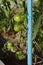 Staking of green tomatoes