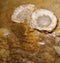 Stalactite fried eggs or oysters in Luray Caverns, Virginia