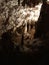 Stalactite and stalagmite of Postojna Cave.