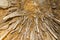 Stalactites in Newdigate cave Tasmania