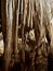 Stalactites and Stalagmite and other rock formations inside the Big Room in Carlsbad Cavern