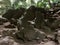 Stalagmite Stalactite in Hup Pa Tat at Thailand