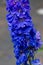 Stalk of blue delphinium,  wet with water drops in sunlight