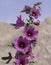 Stalk of Dark Magenta and Red Hollyhock Flowers