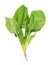 stalk of fresh green spinach herb cutout on white