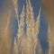 Stalk Grass Stems, Large Detailed Texture Macro Closeup, Yellow, Beige, Textured Background, Gentle Bokeh, Blue Autumn Sky